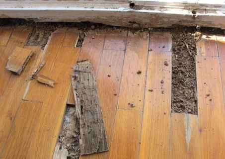 Sàn gỗ dễ bị ẩm mốc và mối mọt